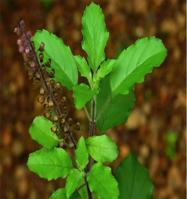 Ocimum Sactum Extract